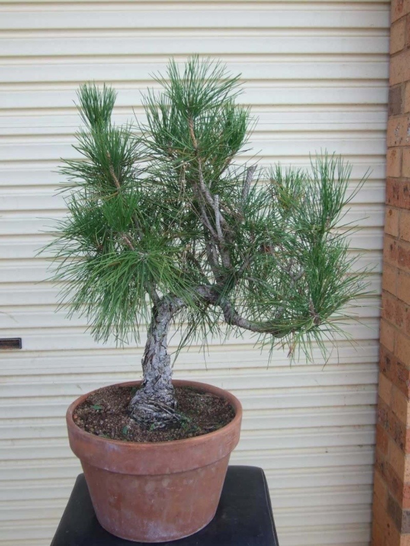 Japanese Black Pine  Pines210