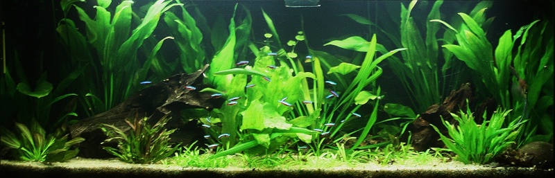350l biotope amazonien - Page 6 00710