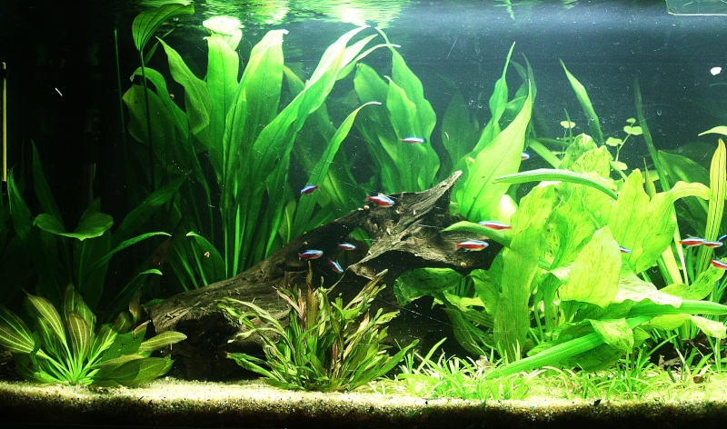 350l biotope amazonien - Page 6 01210