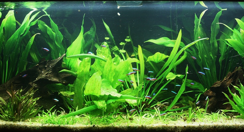 350l biotope amazonien - Page 6 01611