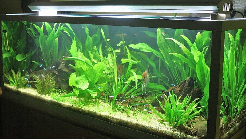 350l biotope amazonien - Page 6 03111