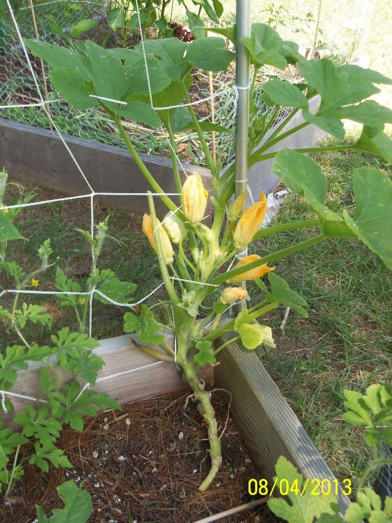 vertical squash - Spacing for vertical summer squash 100_9010