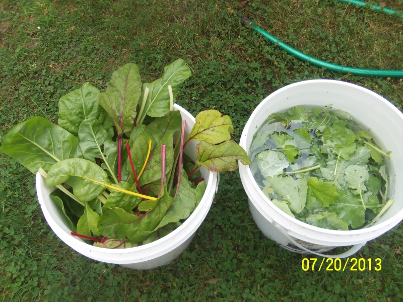 What are you eating from your garden today? - Page 5 Photo210