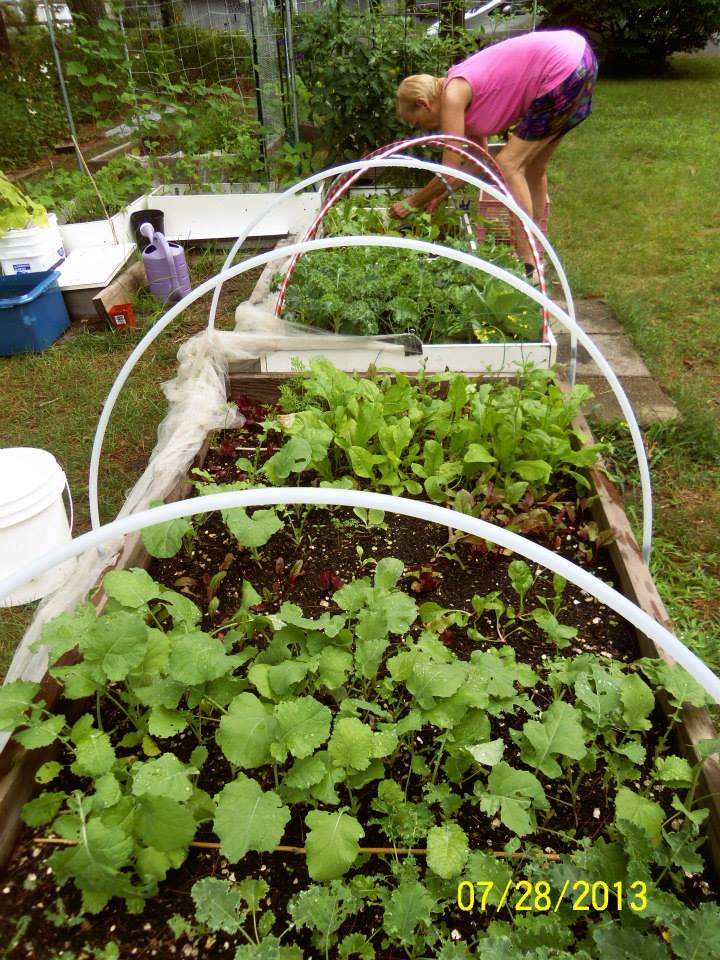 Monthly Avatar Theme August 2013: Your Garden in August. Part 2 Photo212
