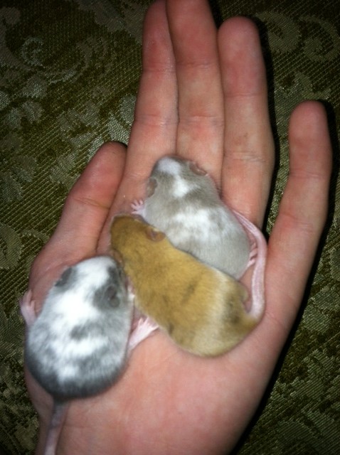 Variegated and brindle babies for adoption! Rolymp10