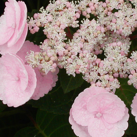 hortensia "camino" 23017711