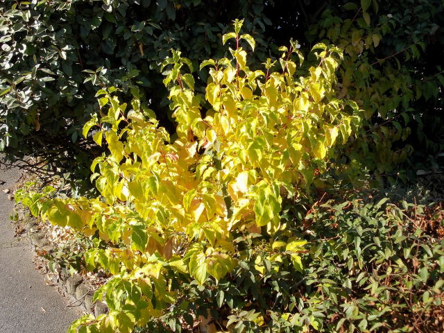 Cornus ,couleurs d'automne  Dscn3610