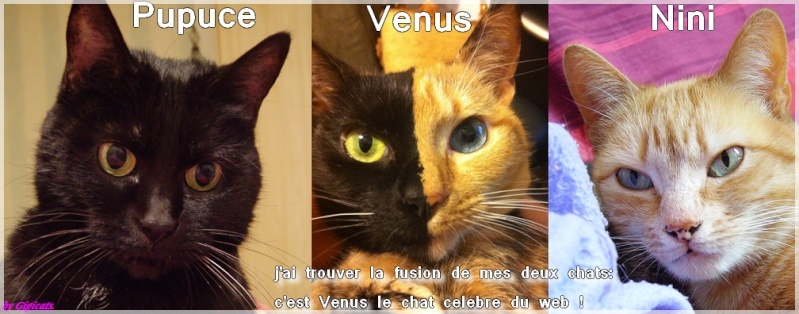 Venus ,l'incroyable chat chimere ! Fusion10