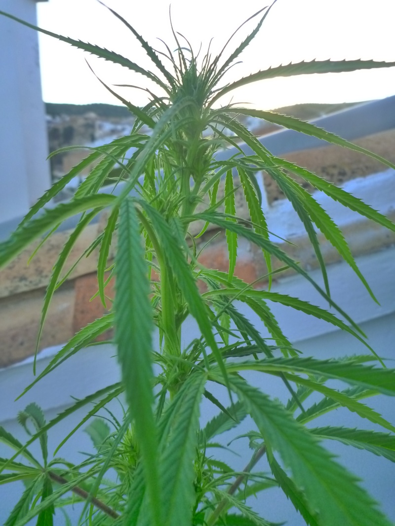 Malawi & family + purple haze x chitral ace seeds Octubr17