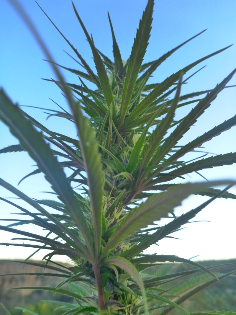 Malawi & family + purple haze x chitral ace seeds Octubr18