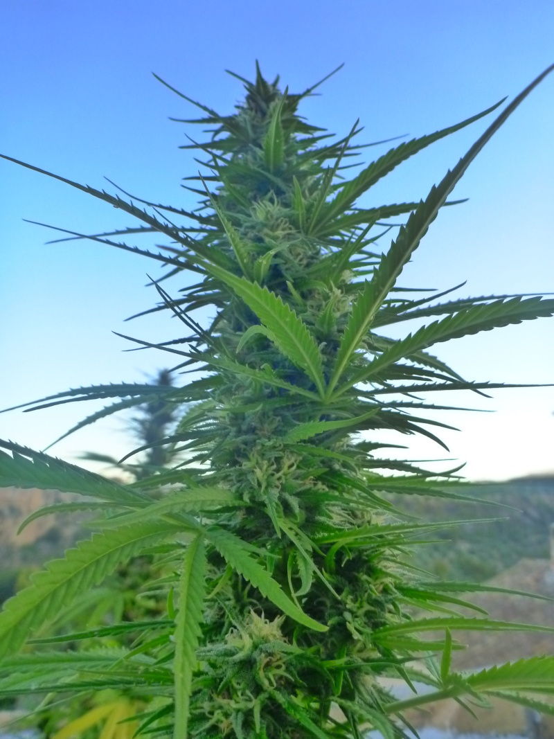 Malawi & family + purple haze x chitral ace seeds Octubr19