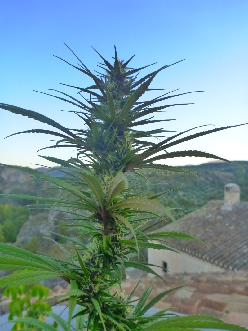 Malawi & family + purple haze x chitral ace seeds Octubr20