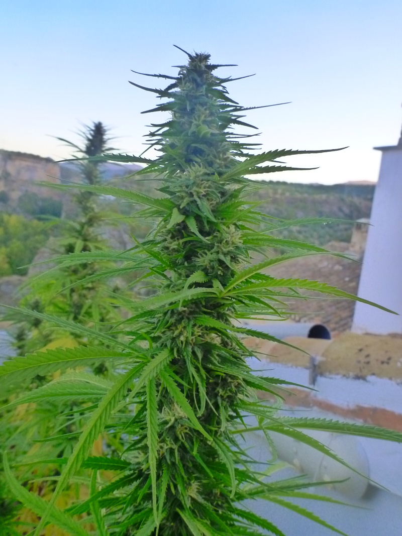Malawi & family + purple haze x chitral ace seeds Octubr21