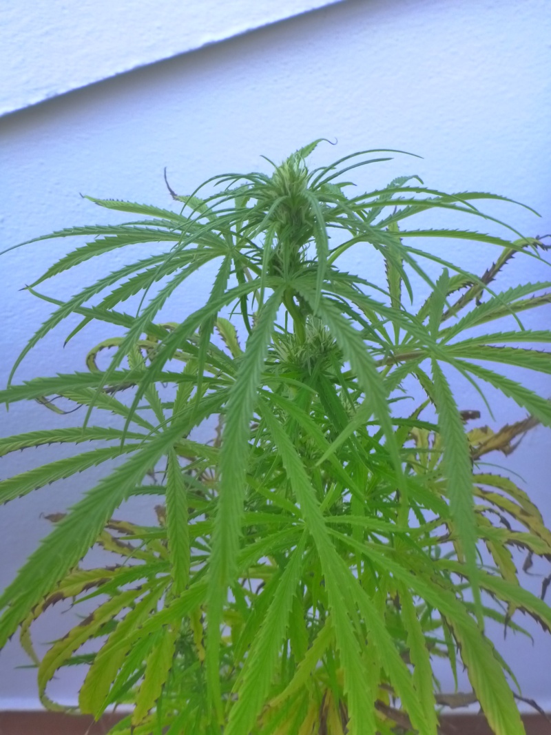 Malawi & family + purple haze x chitral ace seeds Octubr22