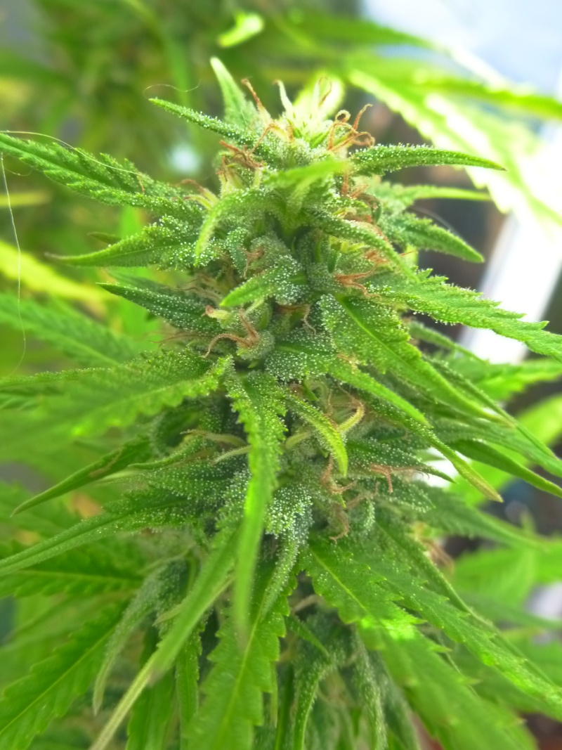 Malawi & family + purple haze x chitral ace seeds Octubr23