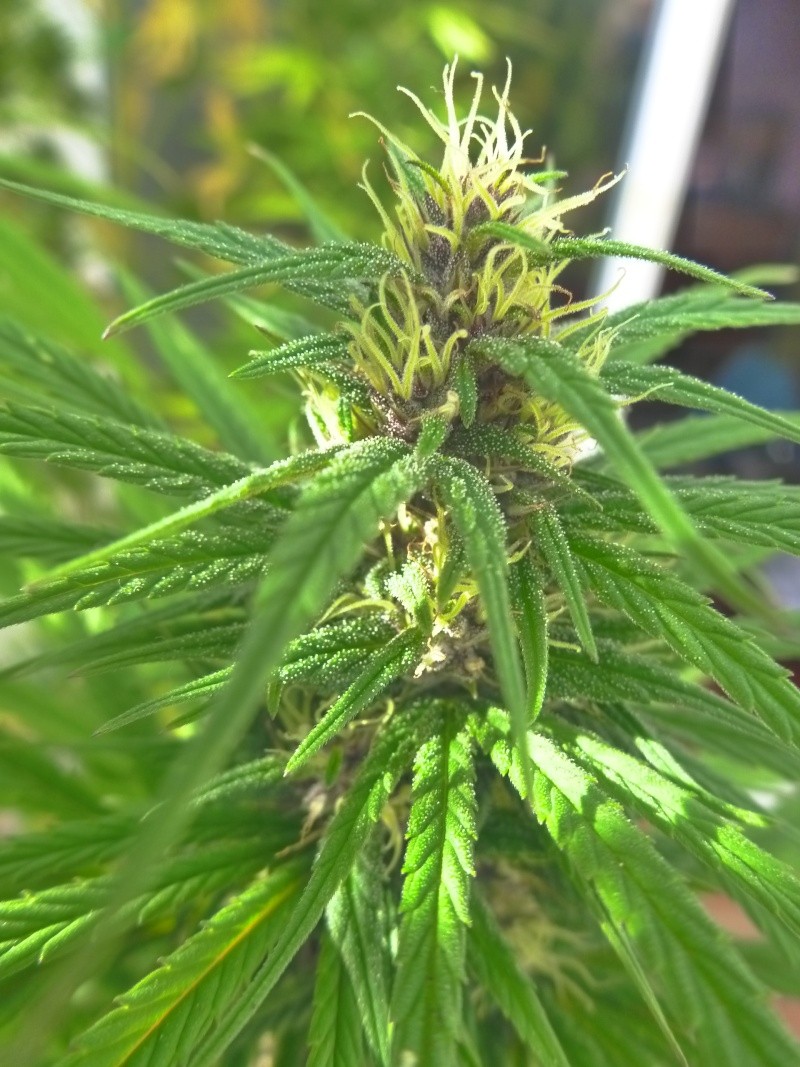 Malawi & family + purple haze x chitral ace seeds Octubr24