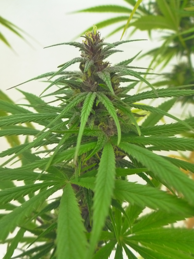 Malawi & family + purple haze x chitral ace seeds Octubr25