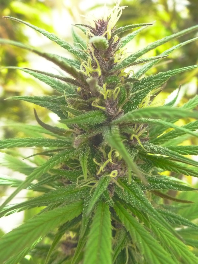 Malawi & family + purple haze x chitral ace seeds Octubr26