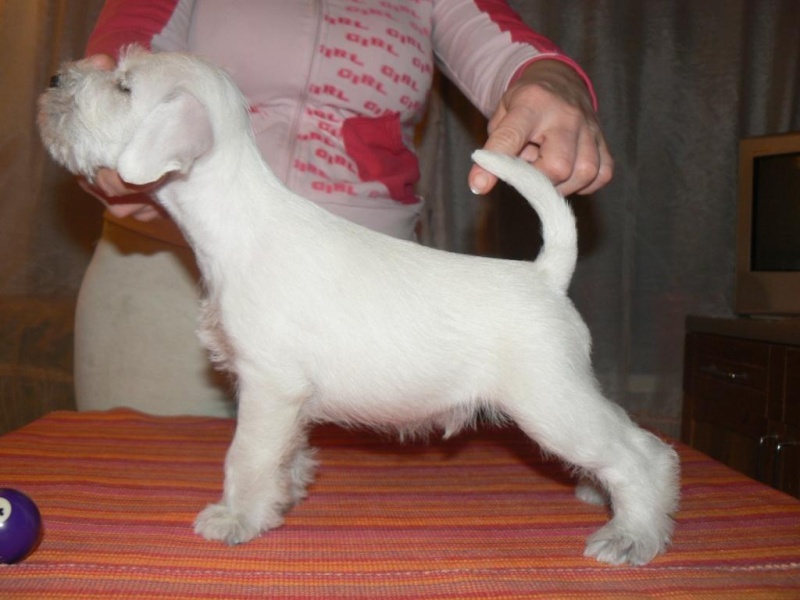 White puppies"GOLDIRIS" CHELINES MORNING STARxCH. YVES NADIS SENSATION Male410