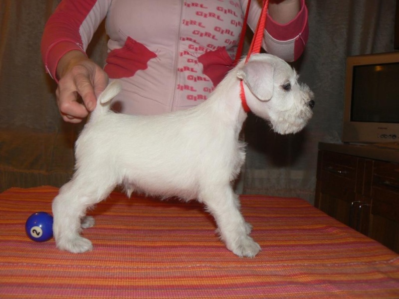 White puppies"GOLDIRIS" CHELINES MORNING STARxCH. YVES NADIS SENSATION Male_211