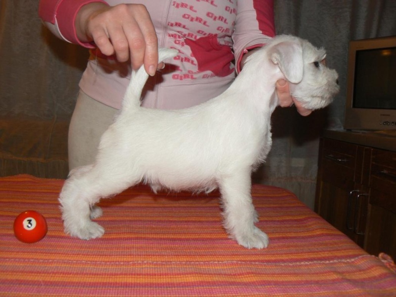 White puppies"GOLDIRIS" CHELINES MORNING STARxCH. YVES NADIS SENSATION Male_310