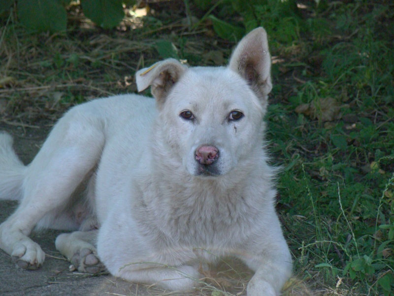 LUCK - x berger blanc  4 ans - Asso Mukitza - Tamara (Roumanie) Luck310