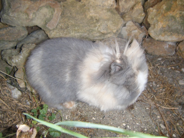 Tofu, lapin angora association FREE 25552910