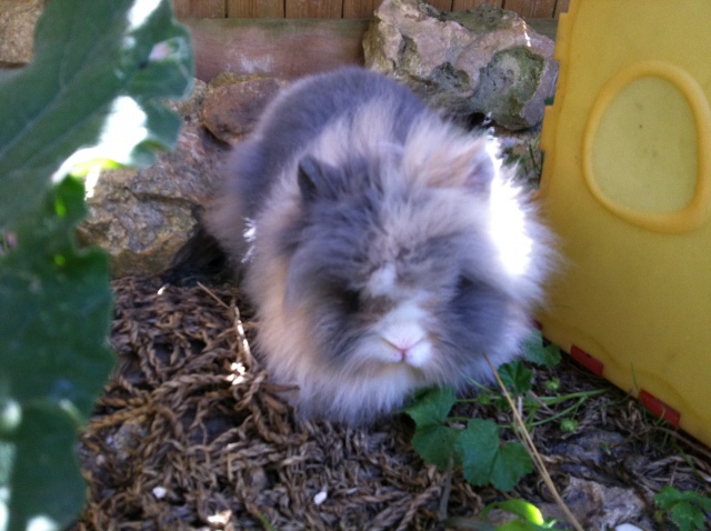 Tofu, lapin angora association FREE 43245310