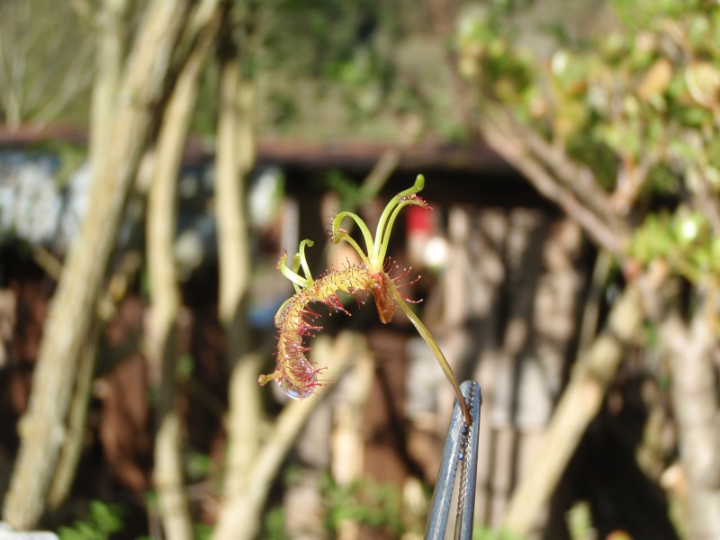 Karnivoren / insektenfangende Pflanzen Teil 1 - Seite 10 2012-016