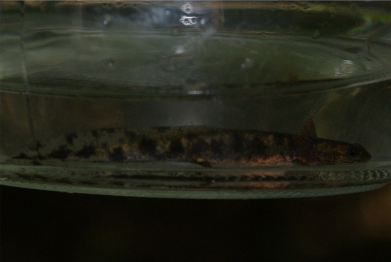 Larve triton alpestre et salamandre + salamandres adultes Dsc01921