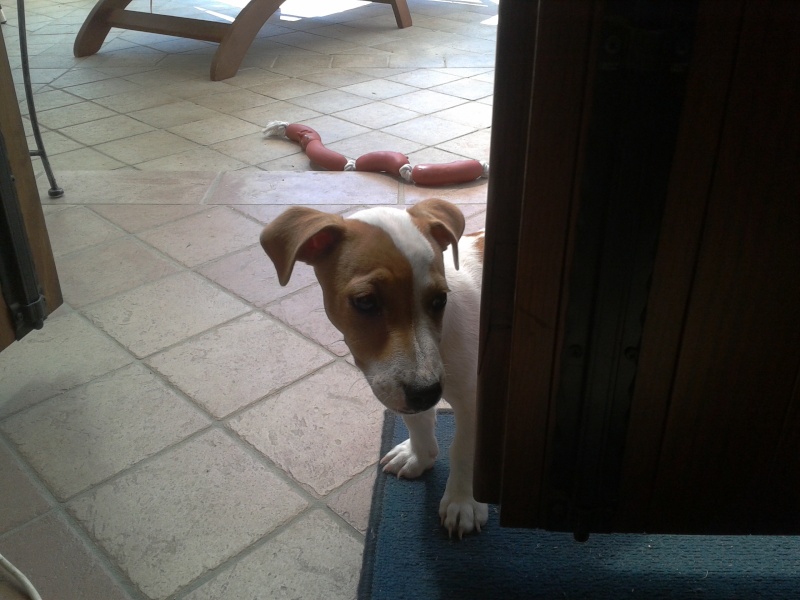 Orecchie jack russel 2012-012