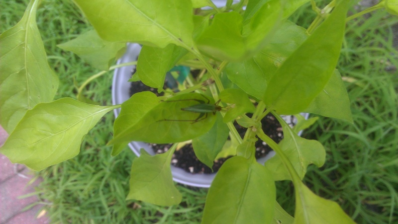 Can anyone identify this bug? Green_10