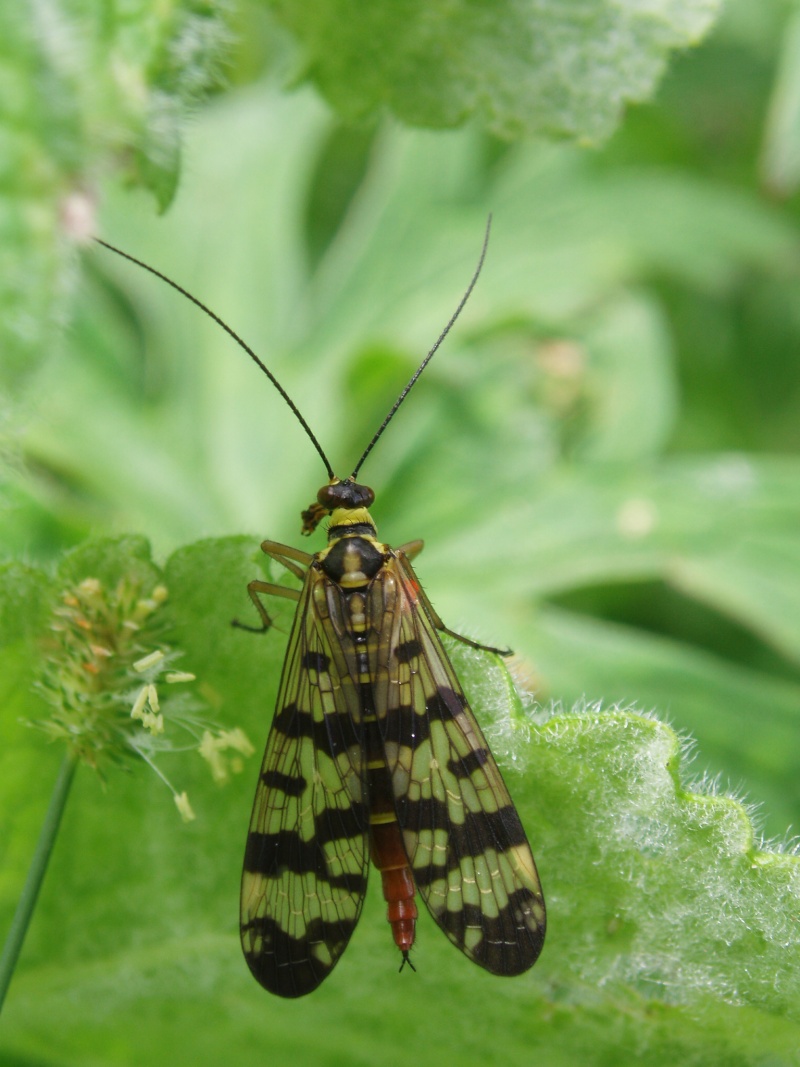 Détermination Mécoptera P7170212