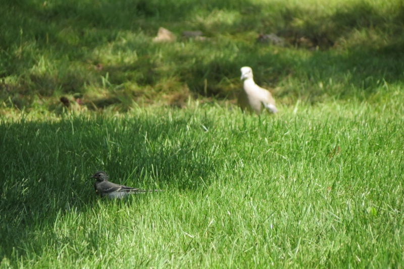 Oiseaux de Balaruc-les-Bains.  Berger10