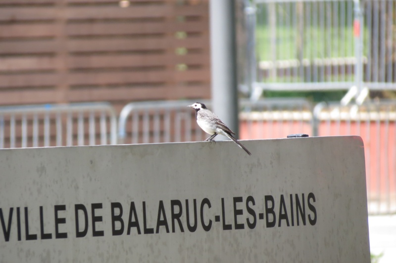Oiseaux de Balaruc-les-Bains.  Berger12