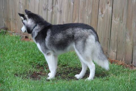 Fat husky dog hot sale