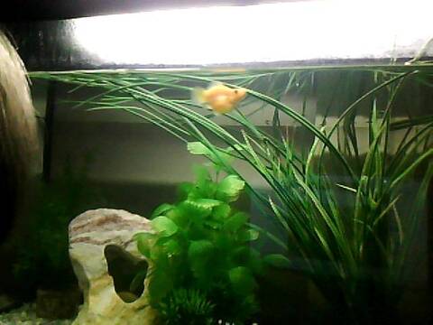 J Ai Des Bebe Poissons Neons Comment Faire Aidez Moi