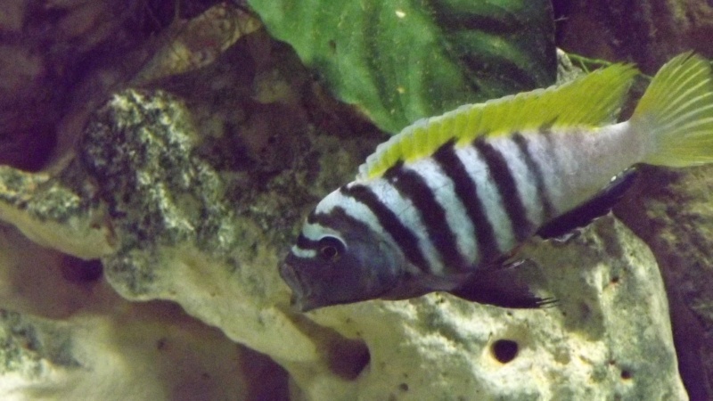 Cynotilapia afra jalo reef 02411