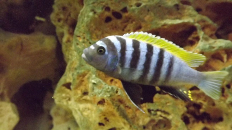 Cynotilapia afra jalo reef 02710