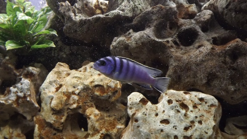 Labidochromis sp. "kimpuma" Sambia reef  12010
