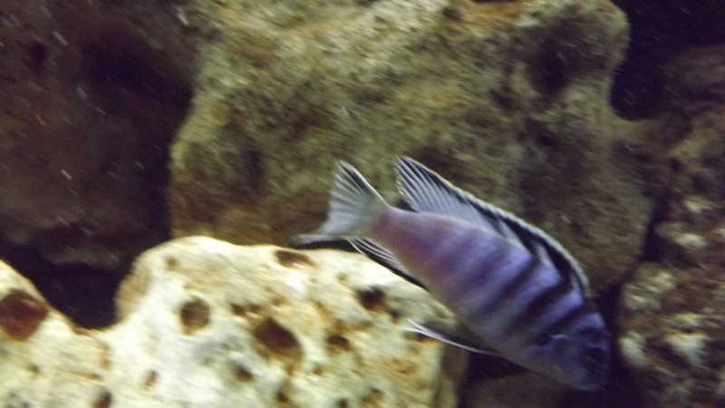 Labidochromis sp. "kimpuma" Sambia reef  13310