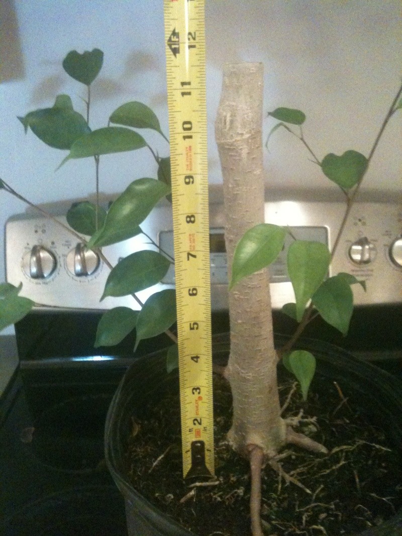 Ficus benjamina  110