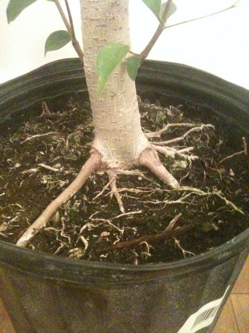 Ficus benjamina  212