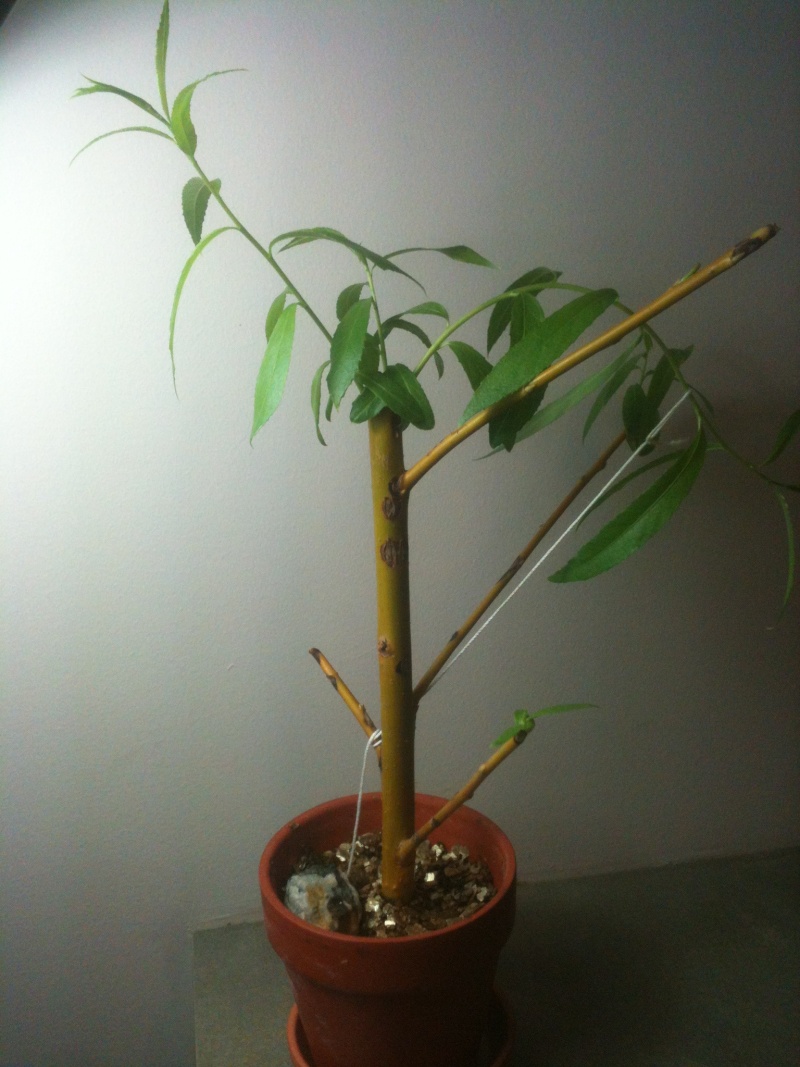 My willow(s) Img_1011