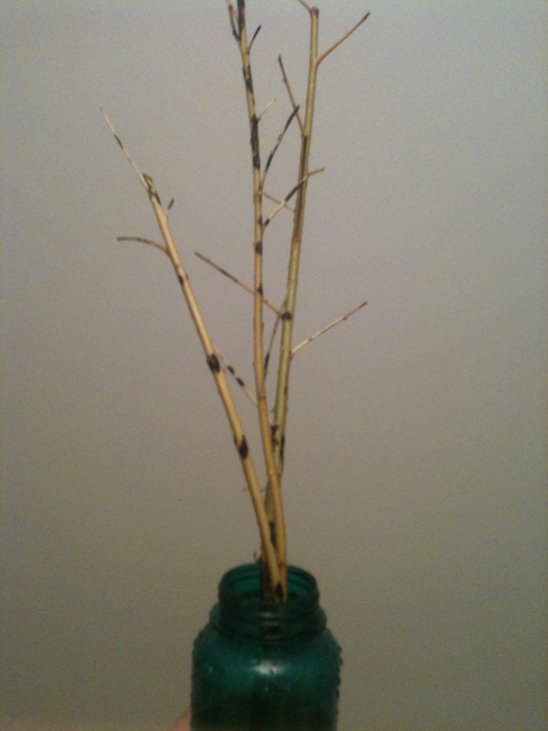 My willow(s) Pot10