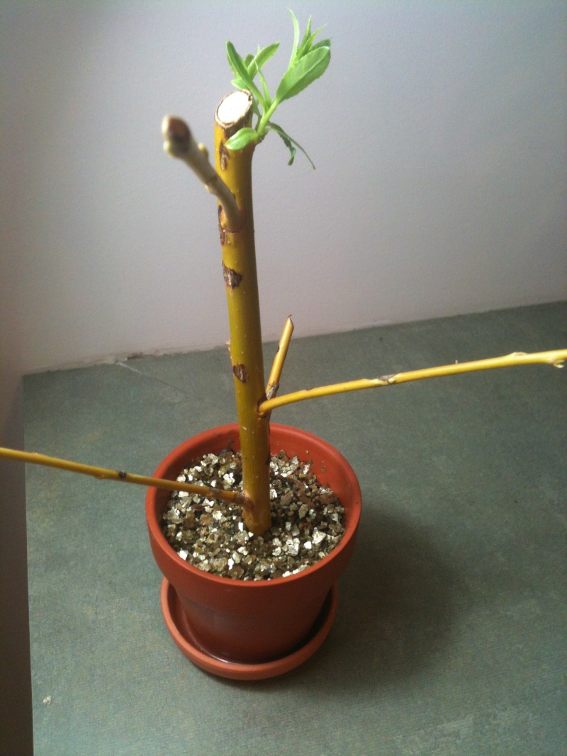 My willow(s) Verm_410