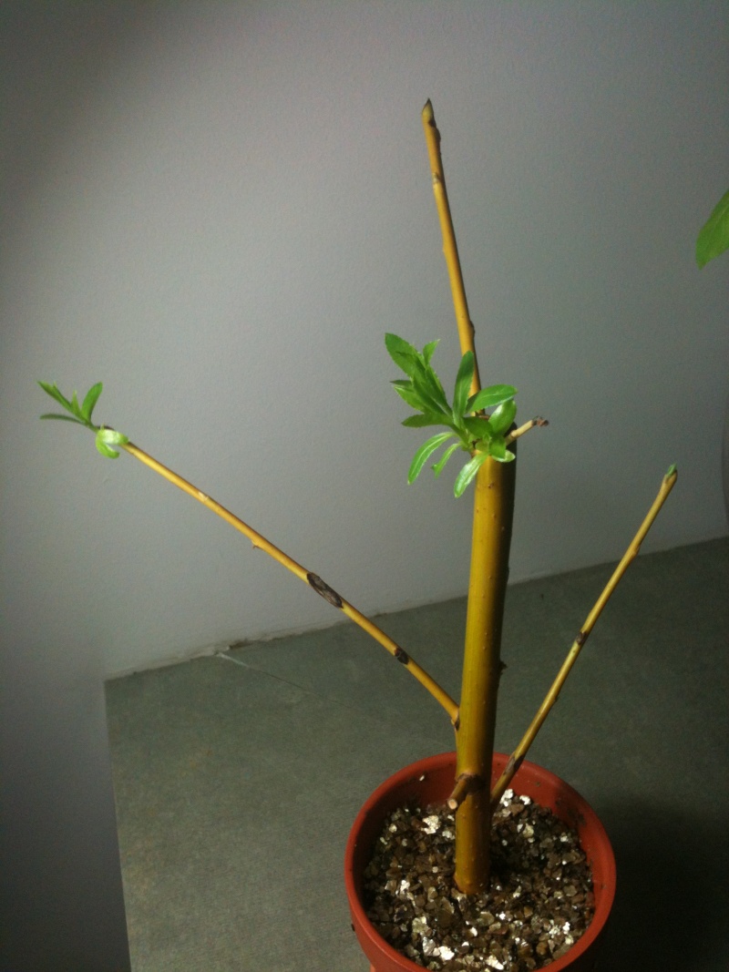 My willow(s) Verm_510