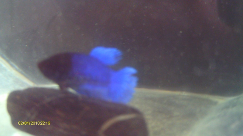 repro mâle QDP multi x femelle QDV bleu roi Imag0037