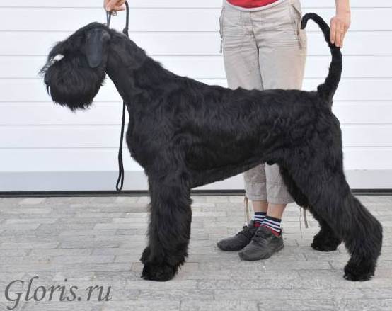 Giant schnauzer puppies for sale Gloris13