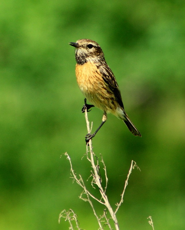 Mes photos d´oiseaux ( Simon) Tarier11